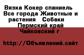 Вязка Кокер спаниель - Все города Животные и растения » Собаки   . Пермский край,Чайковский г.